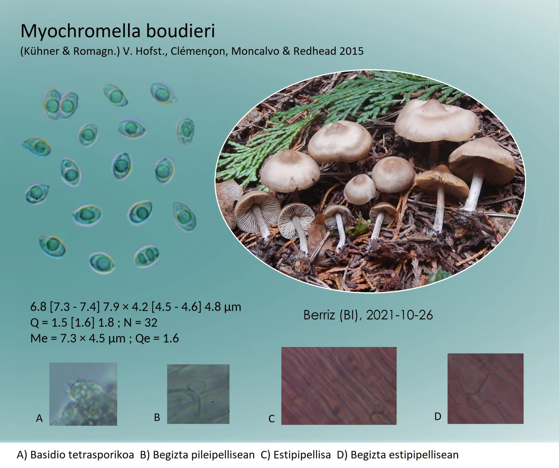Microscopía de Myochromella boudieri
